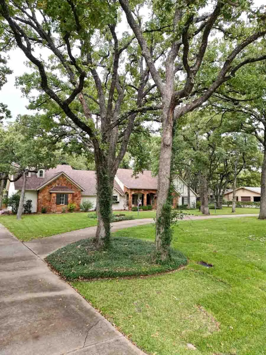 Street view of a home under tall oak trees